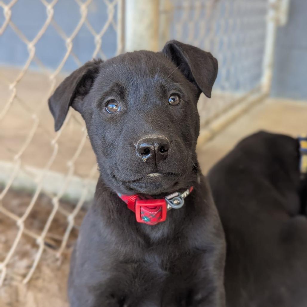 Euro, adopted, Puppy Male Black Labrador Retriever & German Shepherd Dog.