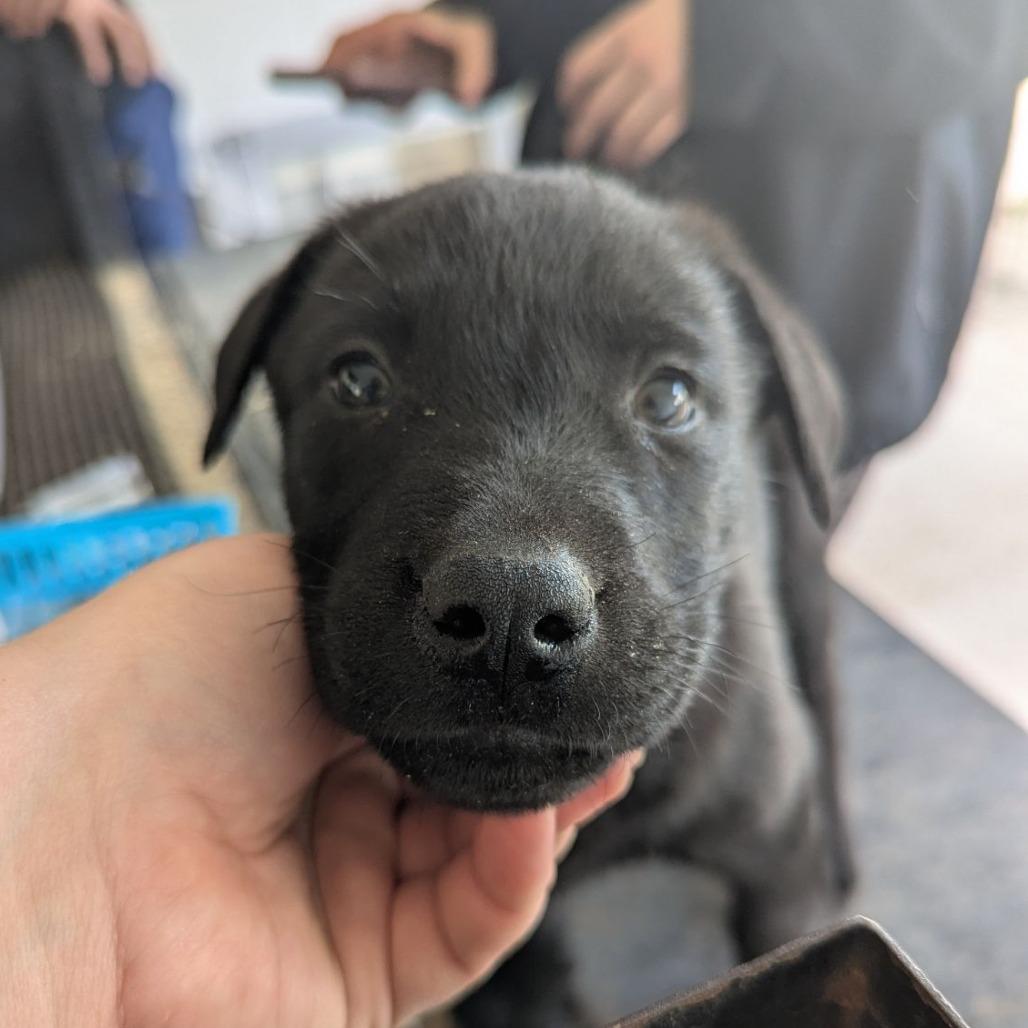 Euro, an adopted mixed breed in Ocala, FL image 3/3