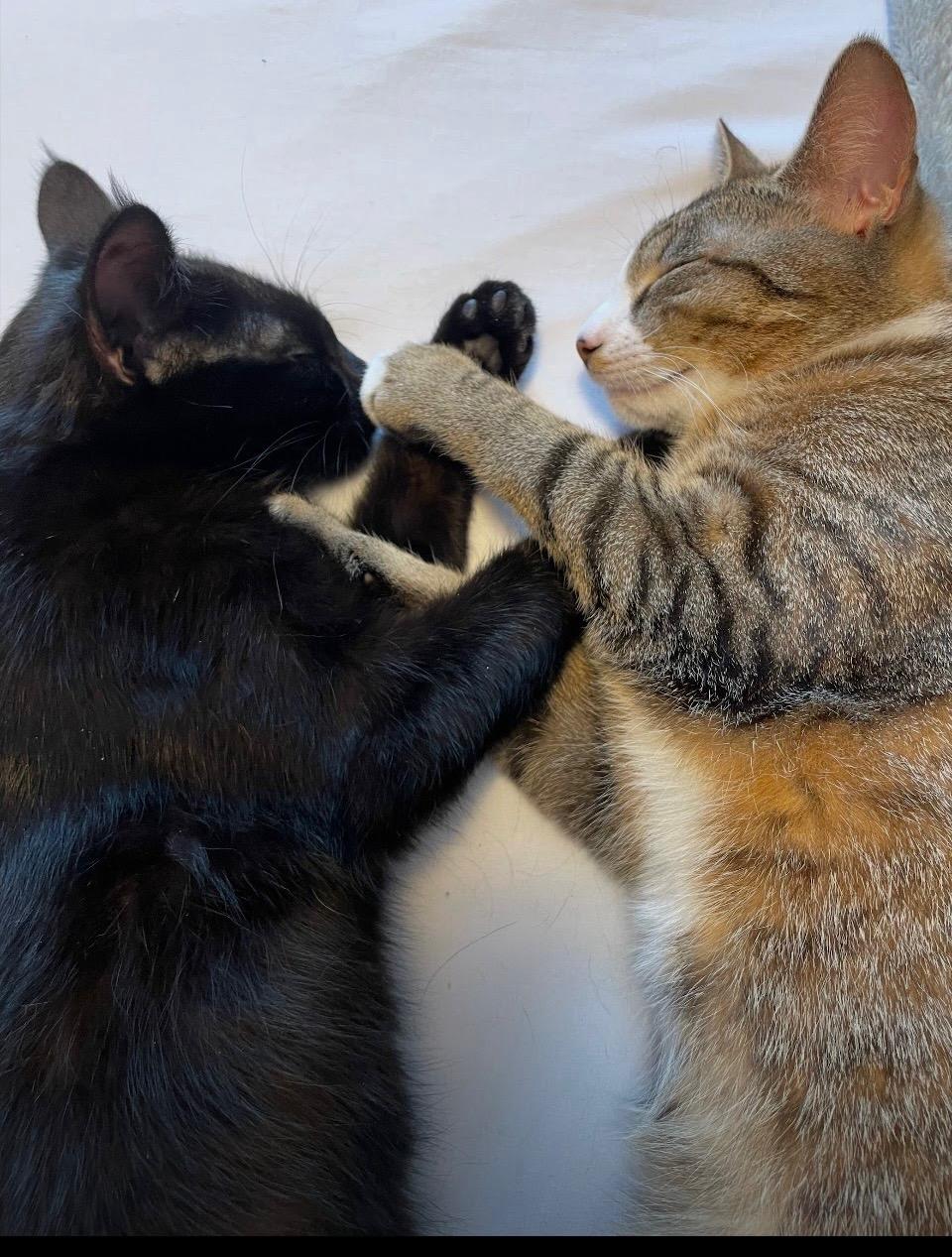 Enlarge Licorice, a Adoptable Domestic Short Hair in Palisades Park, NJ image 3/4