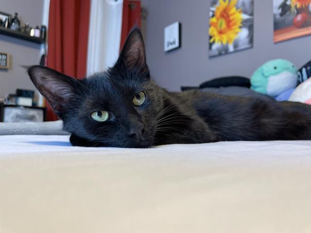 Enlarge Licorice, a Adoptable Domestic Short Hair in Palisades Park, NJ image 4/4