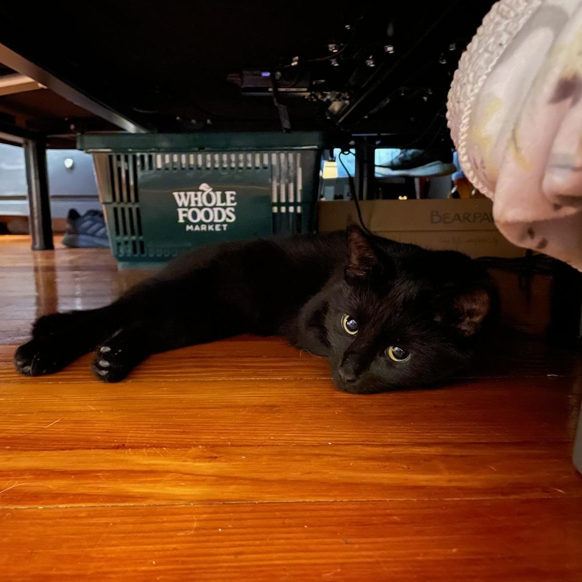 Enlarge Licorice, a Adoptable Domestic Short Hair in Palisades Park, NJ image 2/4