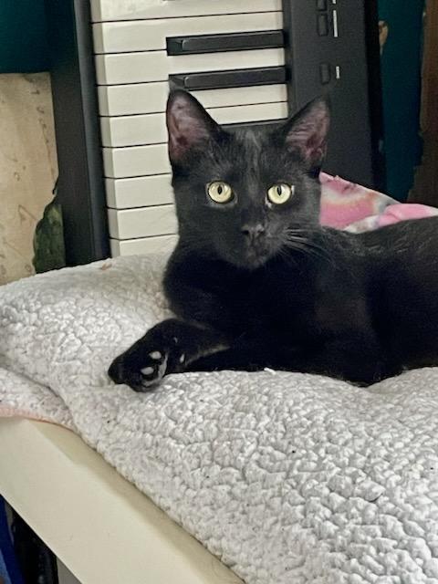Licorice, Young Female unknown