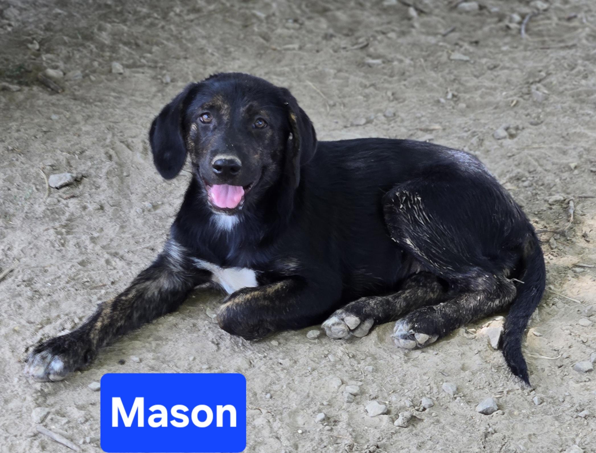 Mason, adopted, Puppy Female Mixed Breed.