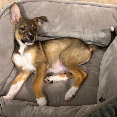 Enlarge Fiesta Potatoes, a Adoptable Shepherd in Wahiawa, HI image 1/3