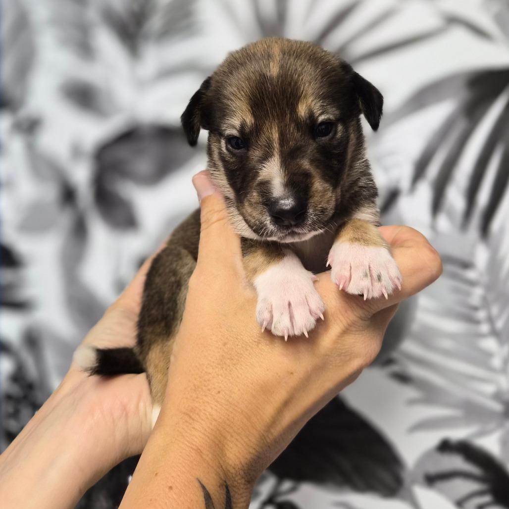 Enlarge Fiesta Potatoes, a Adoptable Shepherd in Wahiawa, HI image 2/3