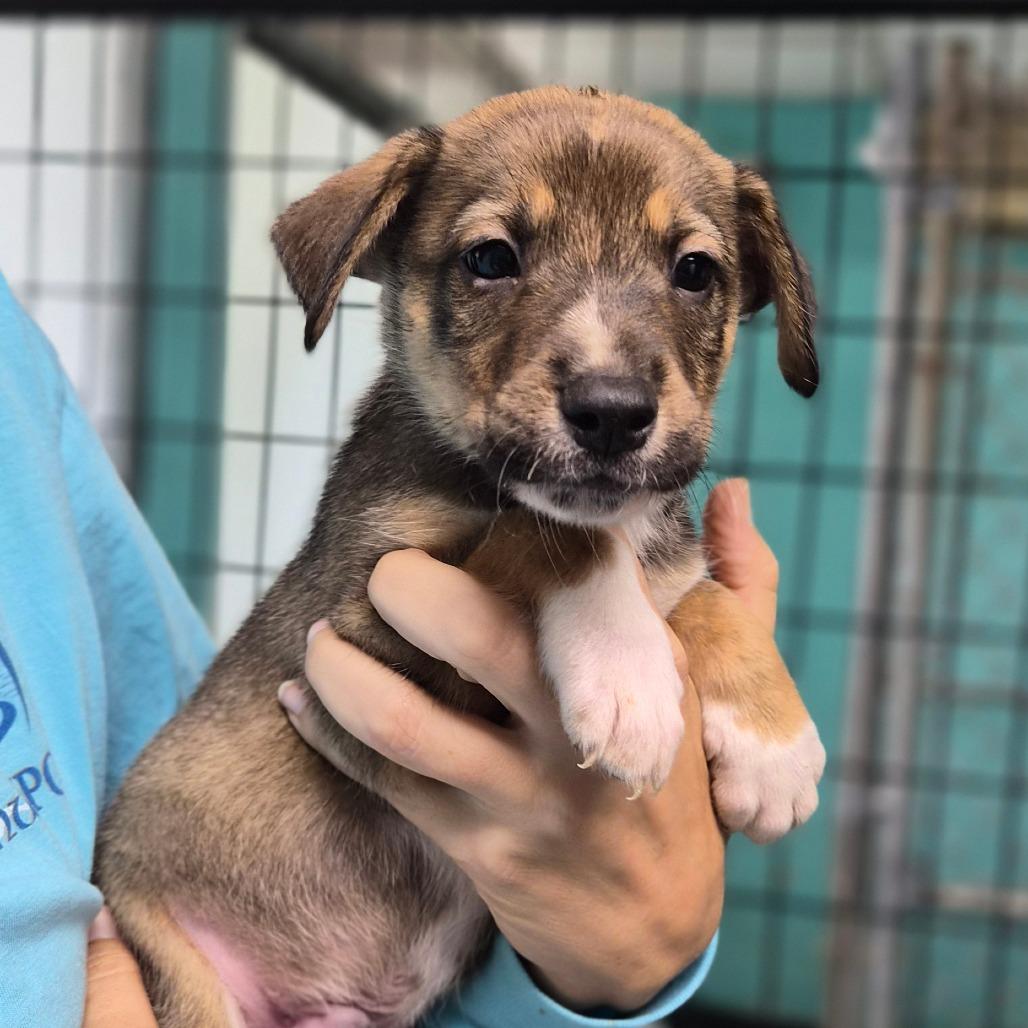 Enlarge Fiesta Potatoes, a Adoptable Shepherd in Wahiawa, HI image 3/3