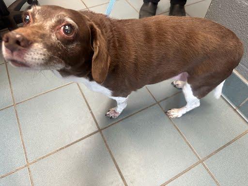 GRANNY, Adoptable, Adult Female Mixed Breed.