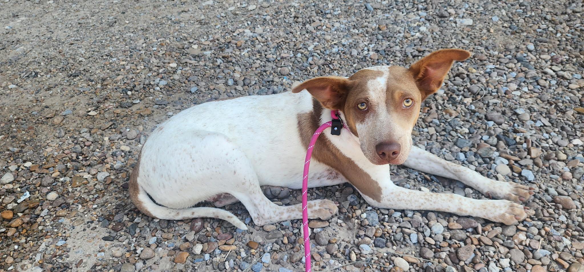 Riley — thumbnail 4