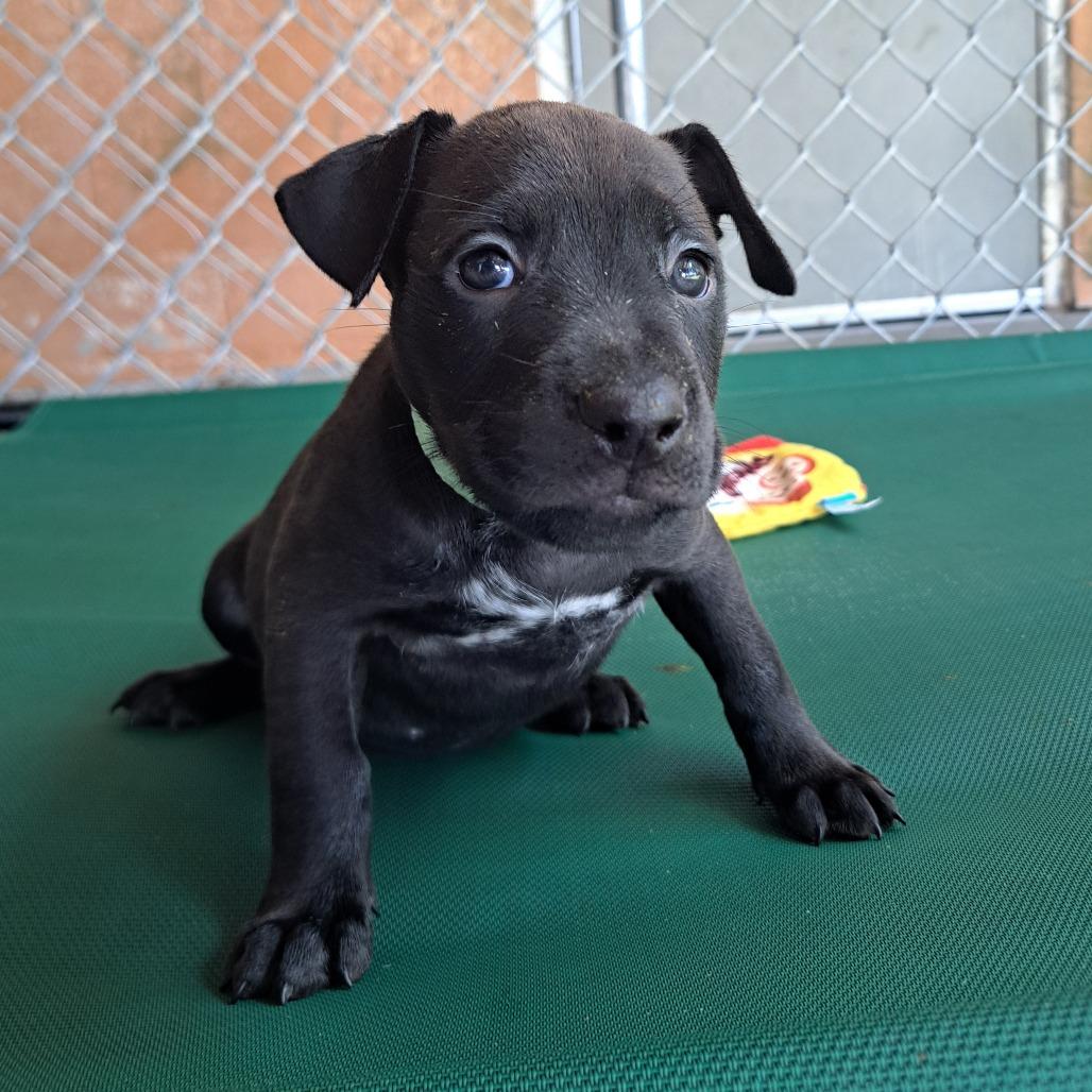 Gouda, Adoptable, Puppy Female Mixed Breed.