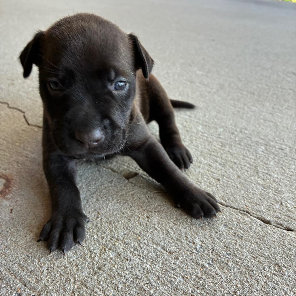 Gouda, a Adoptable Mixed Breed in Pensacola, FL image 2/2