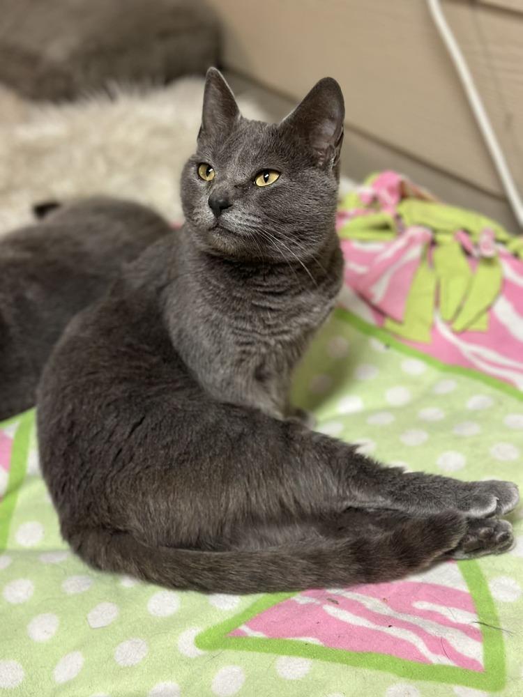 Nova, Adoptable, Young Female Domestic Short Hair.