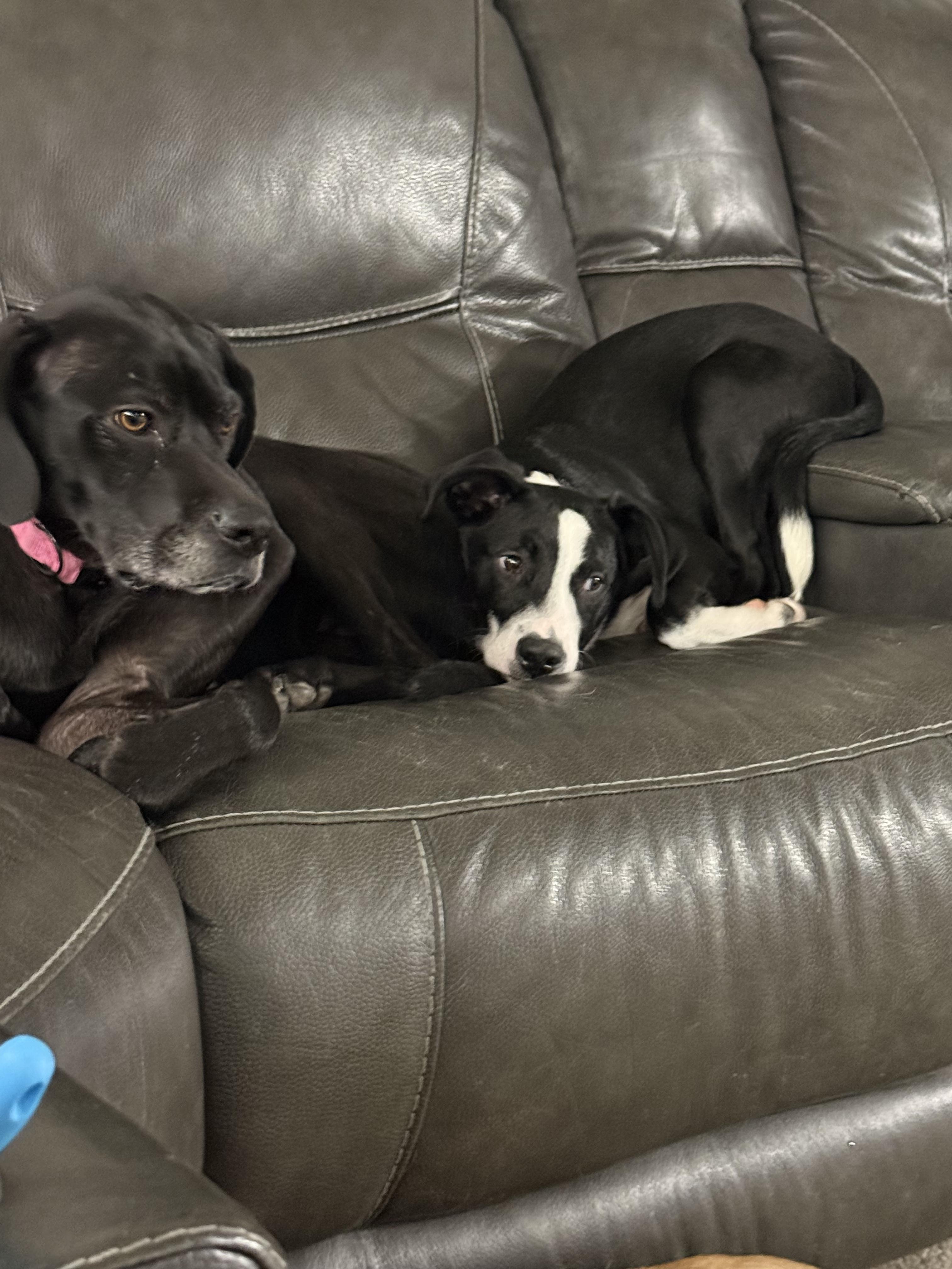 Enlarge #1010-25 (Standley), a Adoptable mixed breed in Brighton, CO image 4/6