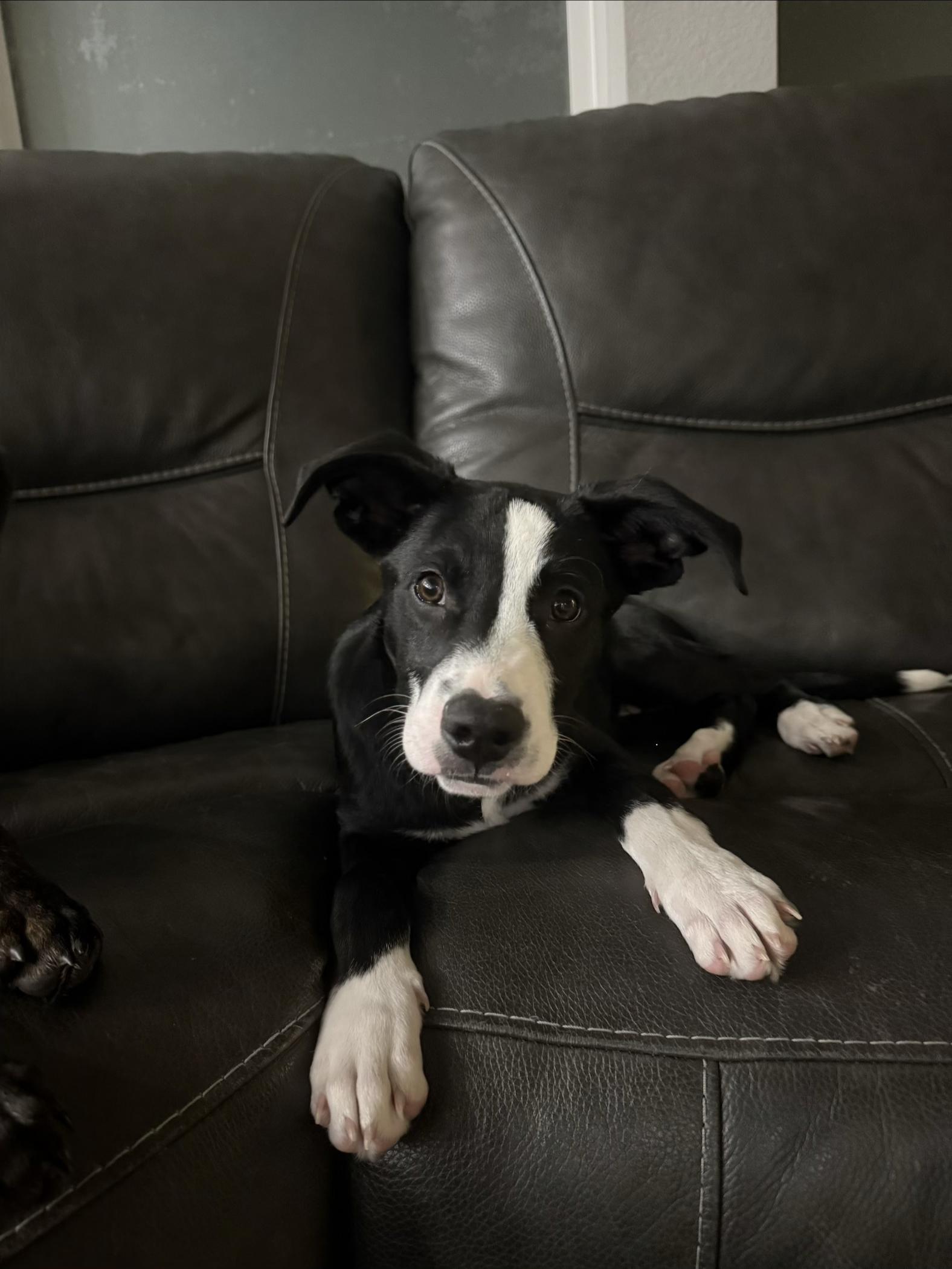 Enlarge #1010-25 (Standley), a Adoptable mixed breed in Brighton, CO image 1/6