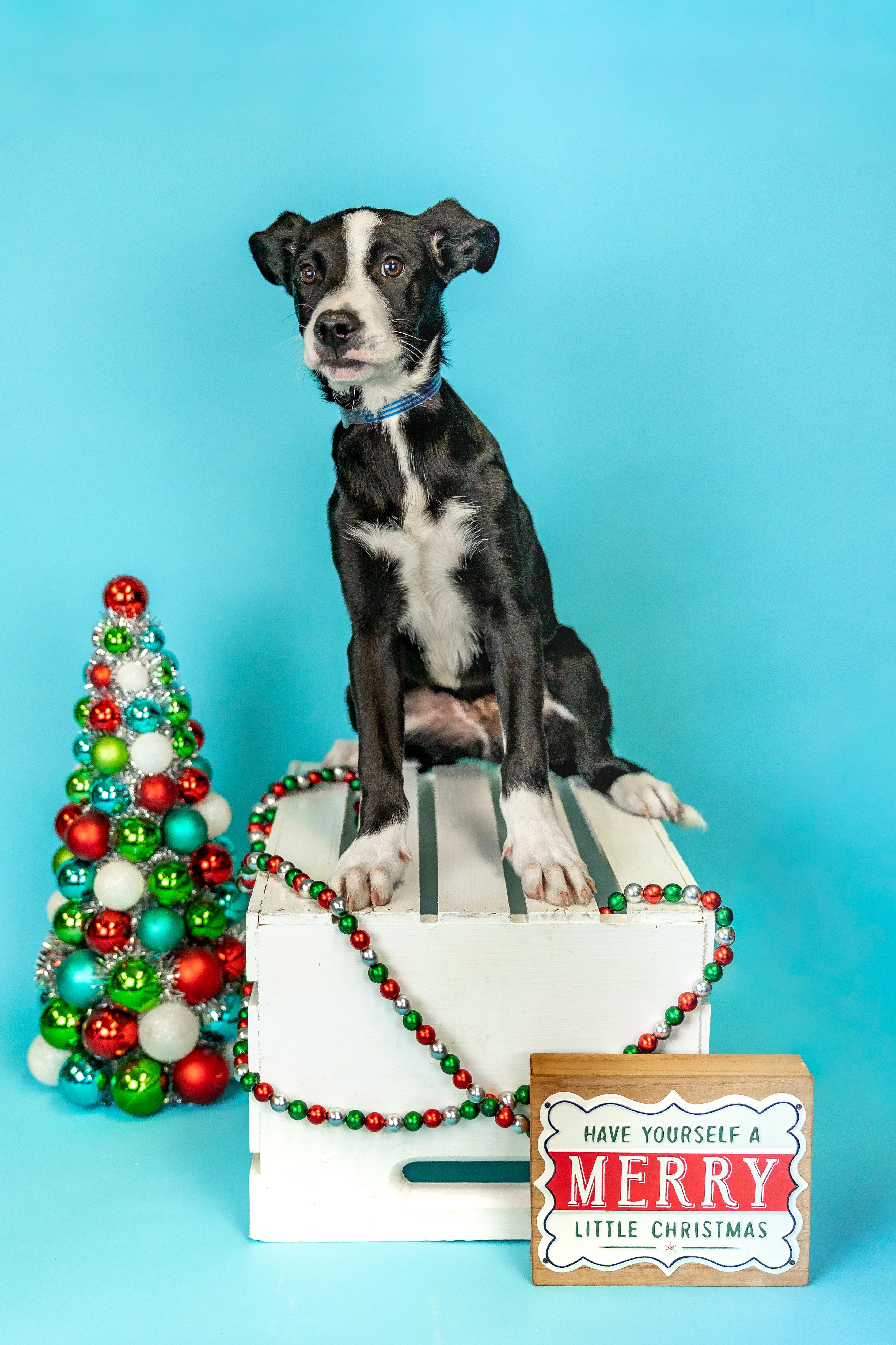 Enlarge #1010-25 (Olaf), a Adoptable mixed breed in Brighton, CO image 1/1