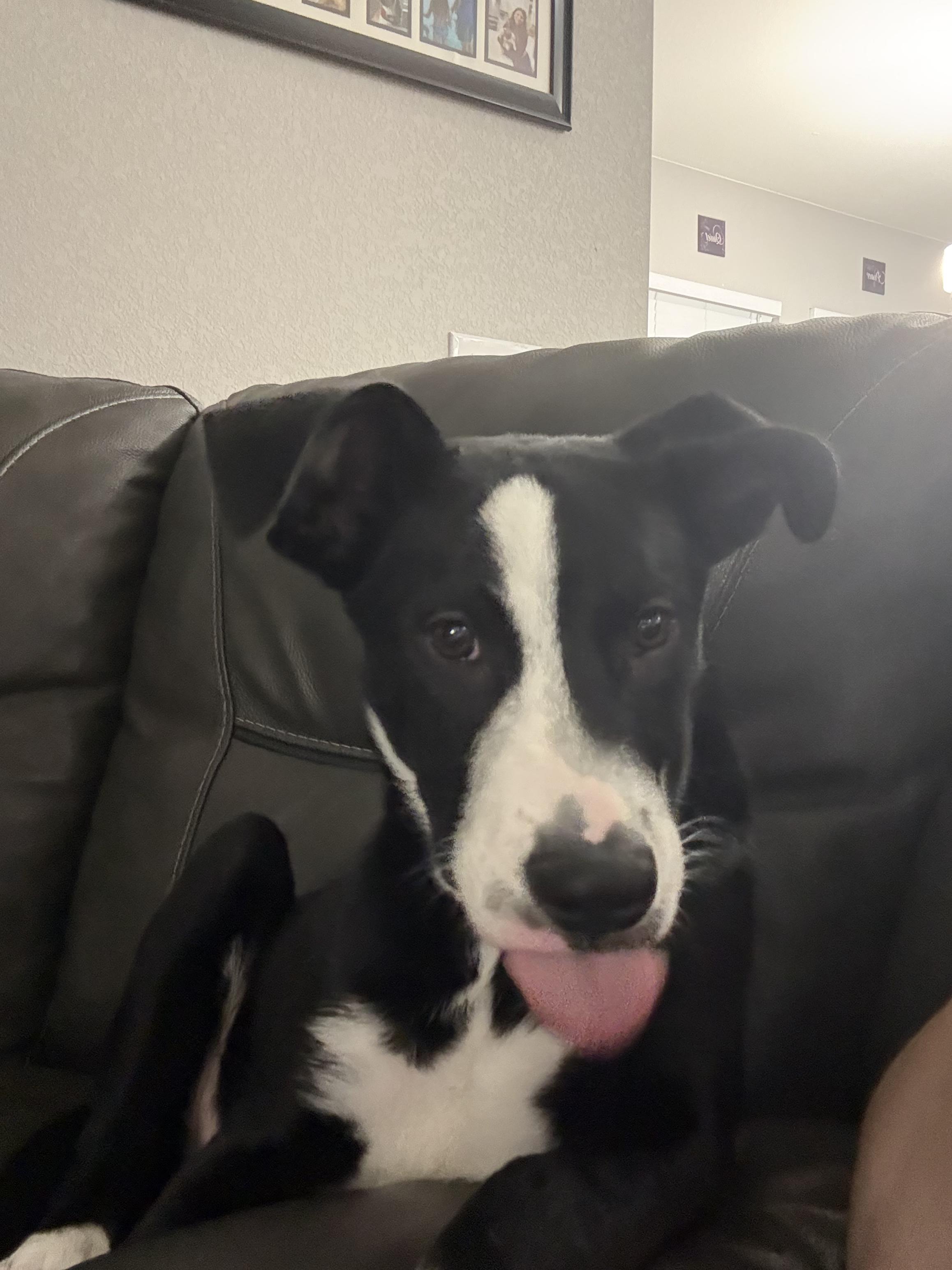 Enlarge #1010-25 (Standley), a Adoptable mixed breed in Brighton, CO image 5/6