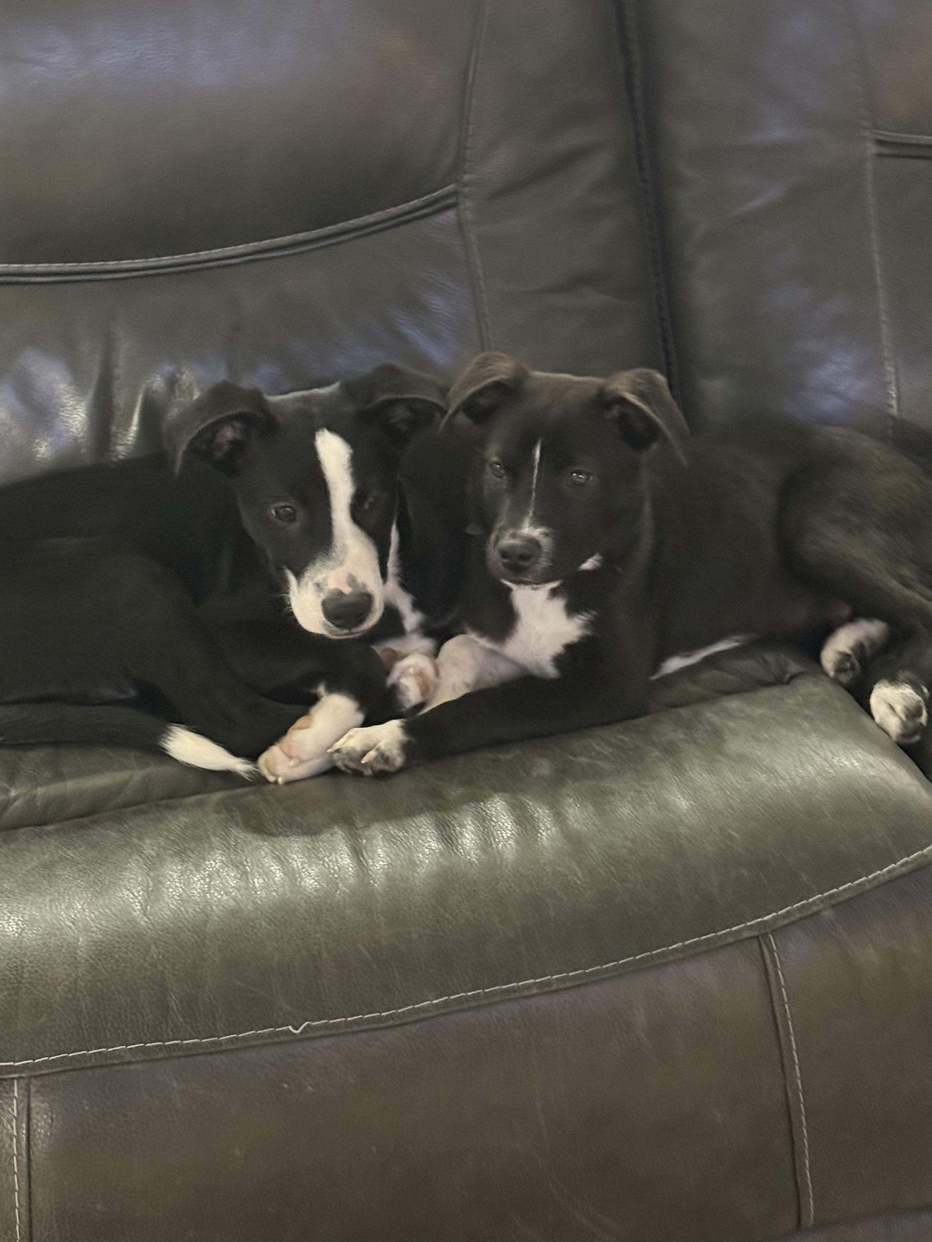 Enlarge #1010-25 (Standley), a Adoptable mixed breed in Brighton, CO image 6/6