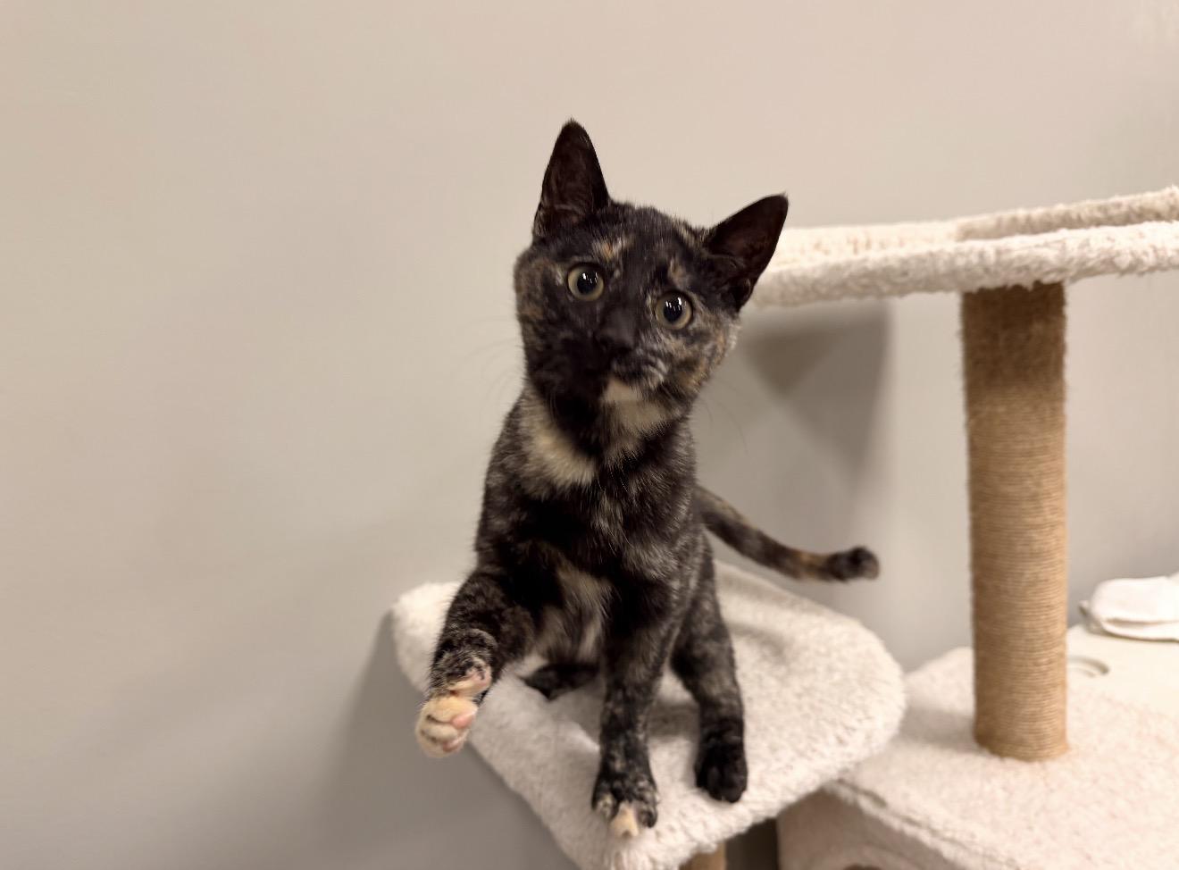 Diva, adopted, Kitten Female Tortoiseshell & Domestic Short Hair.