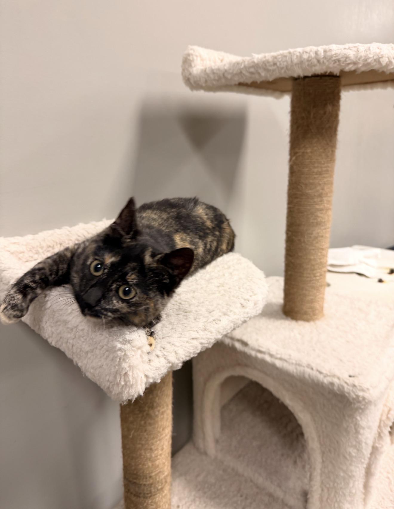 Enlarge Diva, an adopted mixed breed in East Dundee , IL image 4/4