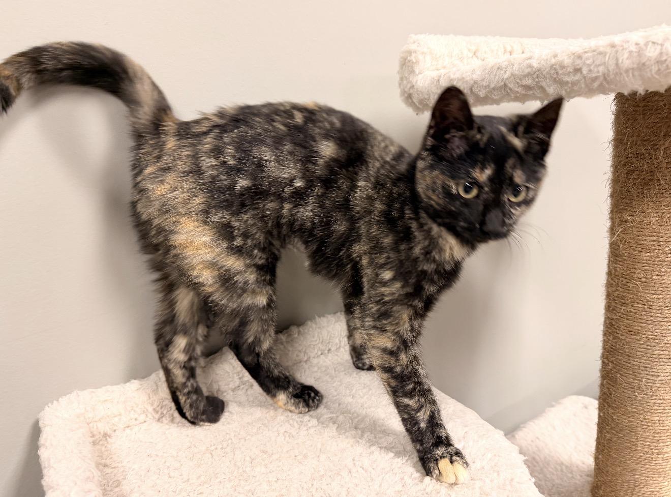 Enlarge Diva, an adopted mixed breed in East Dundee , IL image 3/4