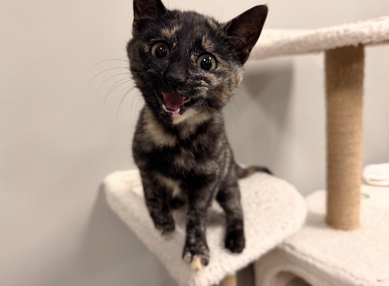 Enlarge Diva, an adopted mixed breed in East Dundee , IL image 2/4