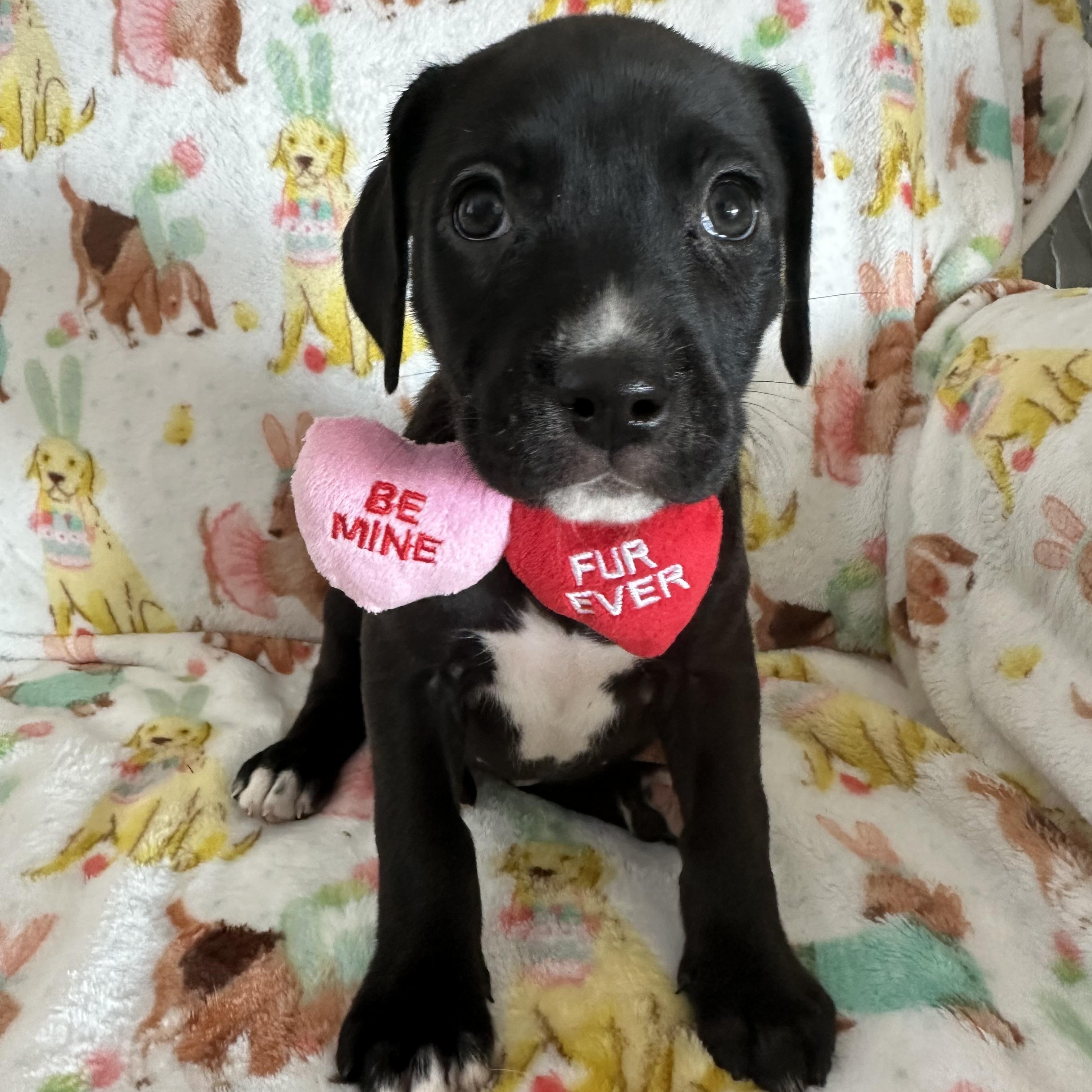 Ginger snap, Adoptable, Puppy Female Mixed Breed.