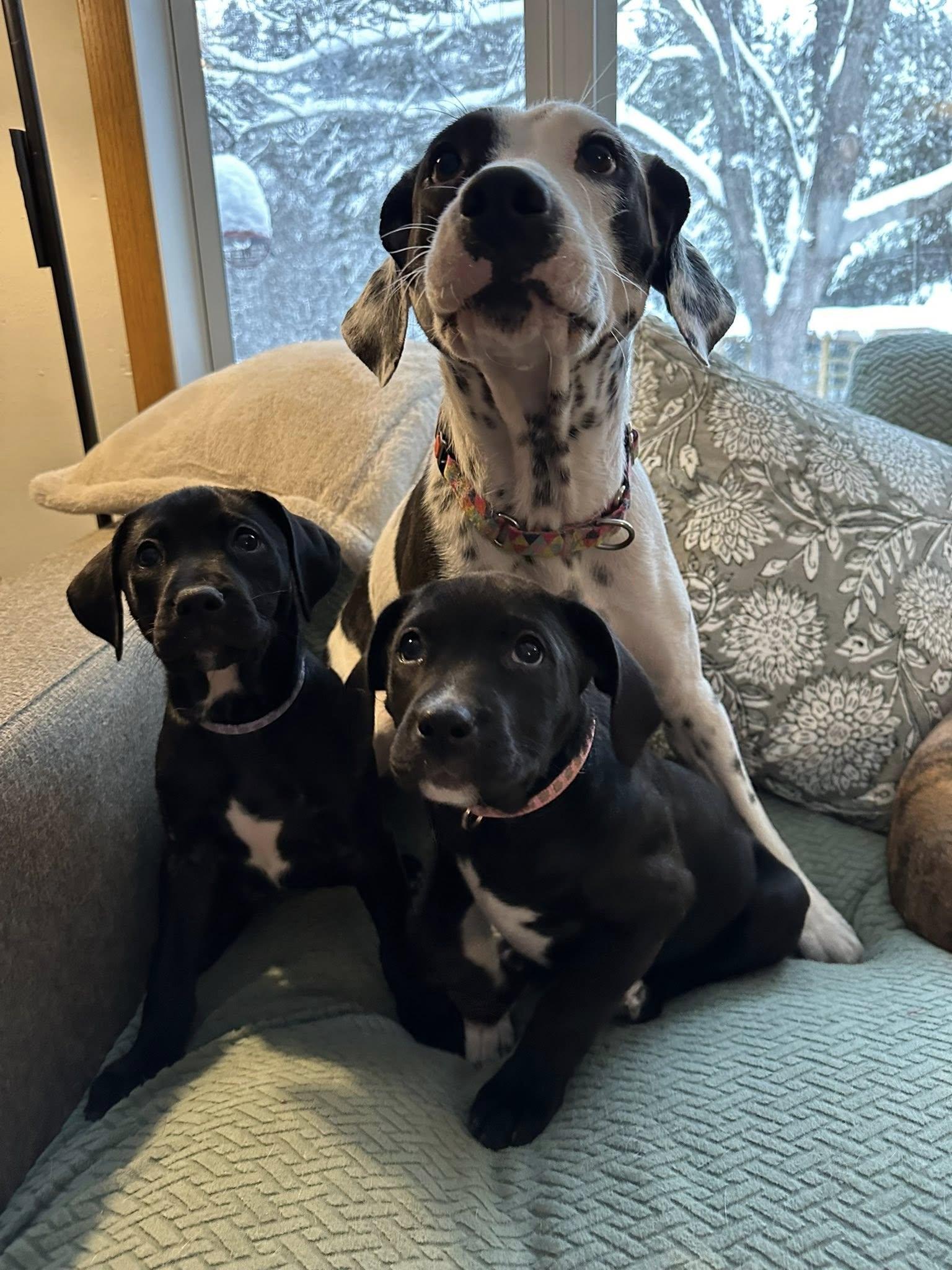 Enlarge Ginger snap, a Adoptable mixed breed in Iron River, MI image 5/5