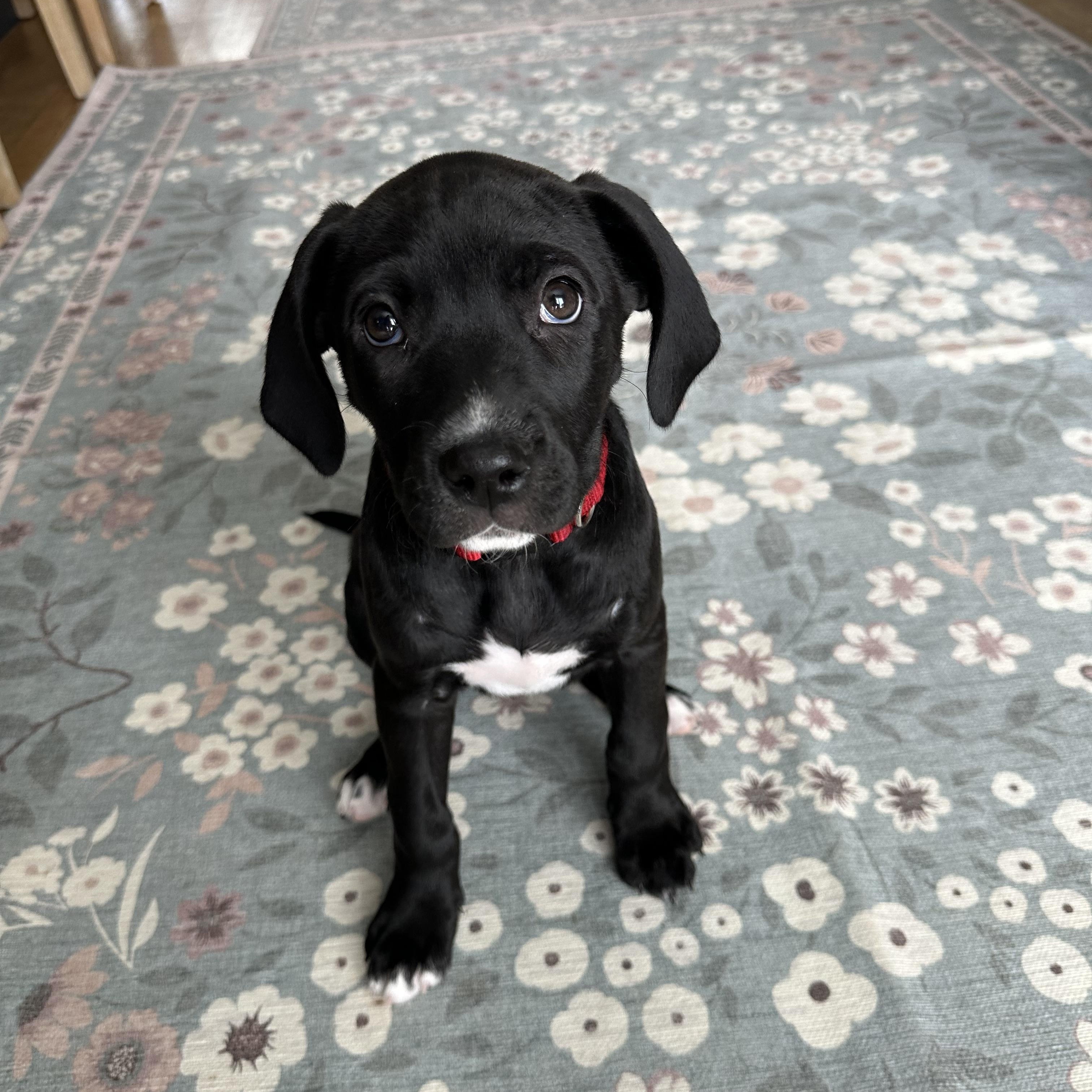Enlarge Ginger snap, a Adoptable mixed breed in Iron River, MI image 2/5