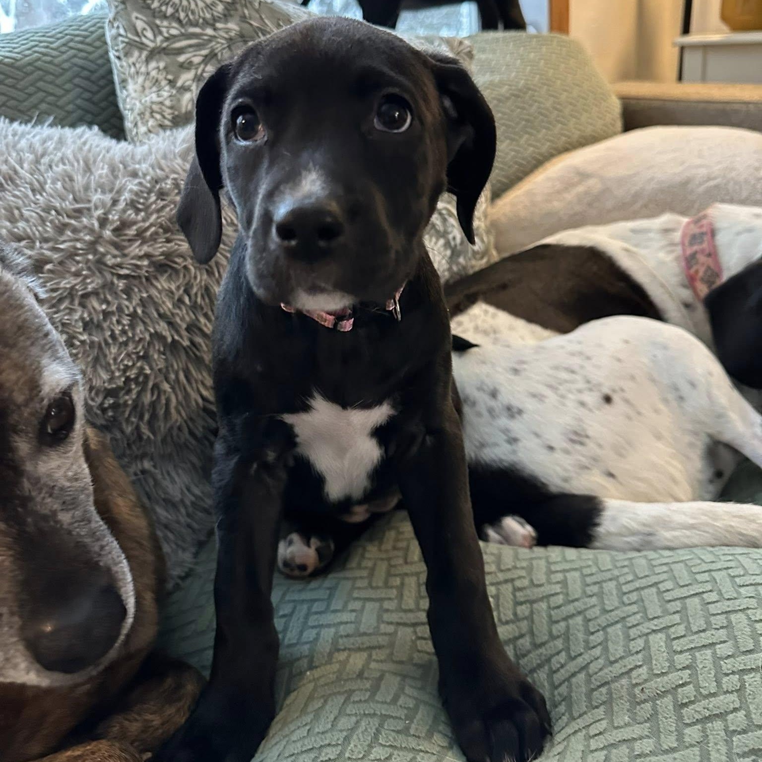 Enlarge Ginger snap, a Adoptable mixed breed in Iron River, MI image 1/5