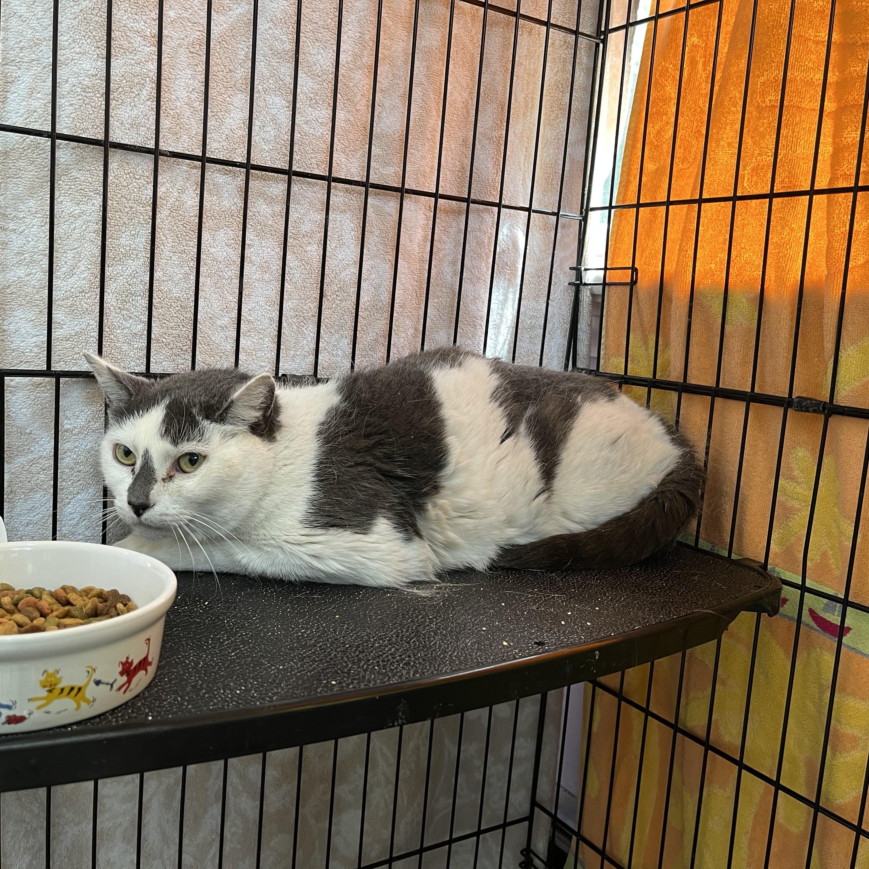 Summer Set, a ADOPTABLE Domestic Short Hair in Salisbury, MA image 4/5