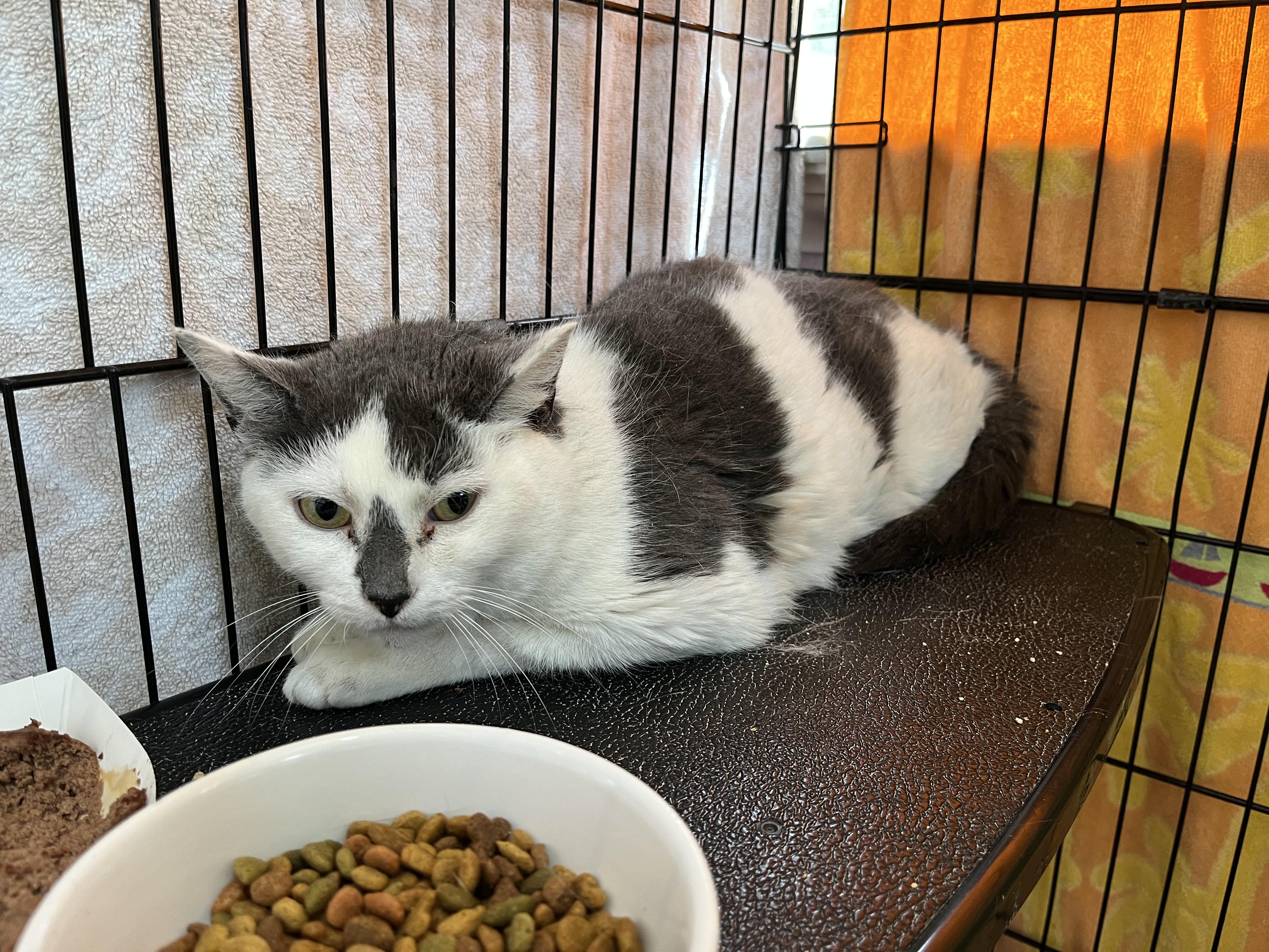Summer Set, a ADOPTABLE Domestic Short Hair in Salisbury, MA image 3/5