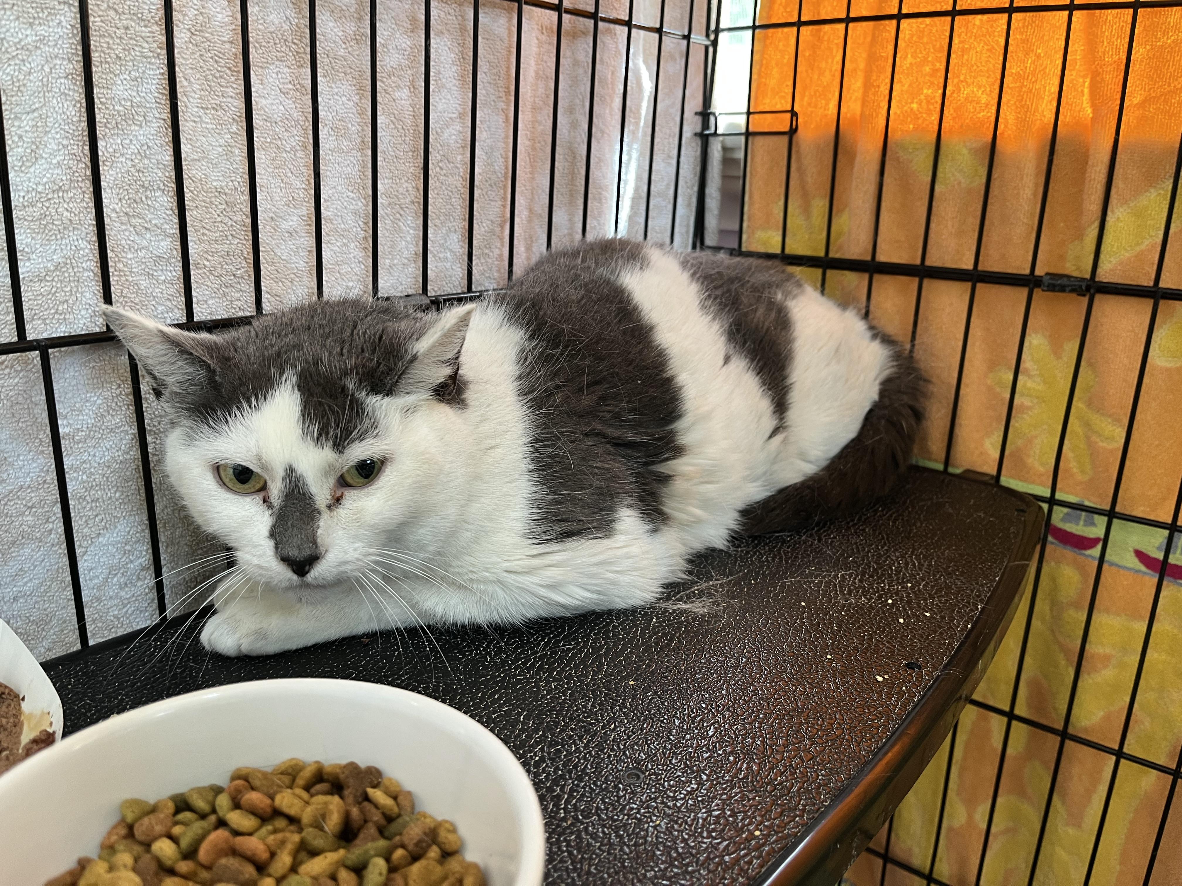 Summer Set, a ADOPTABLE Domestic Short Hair in Salisbury, MA image 2/5