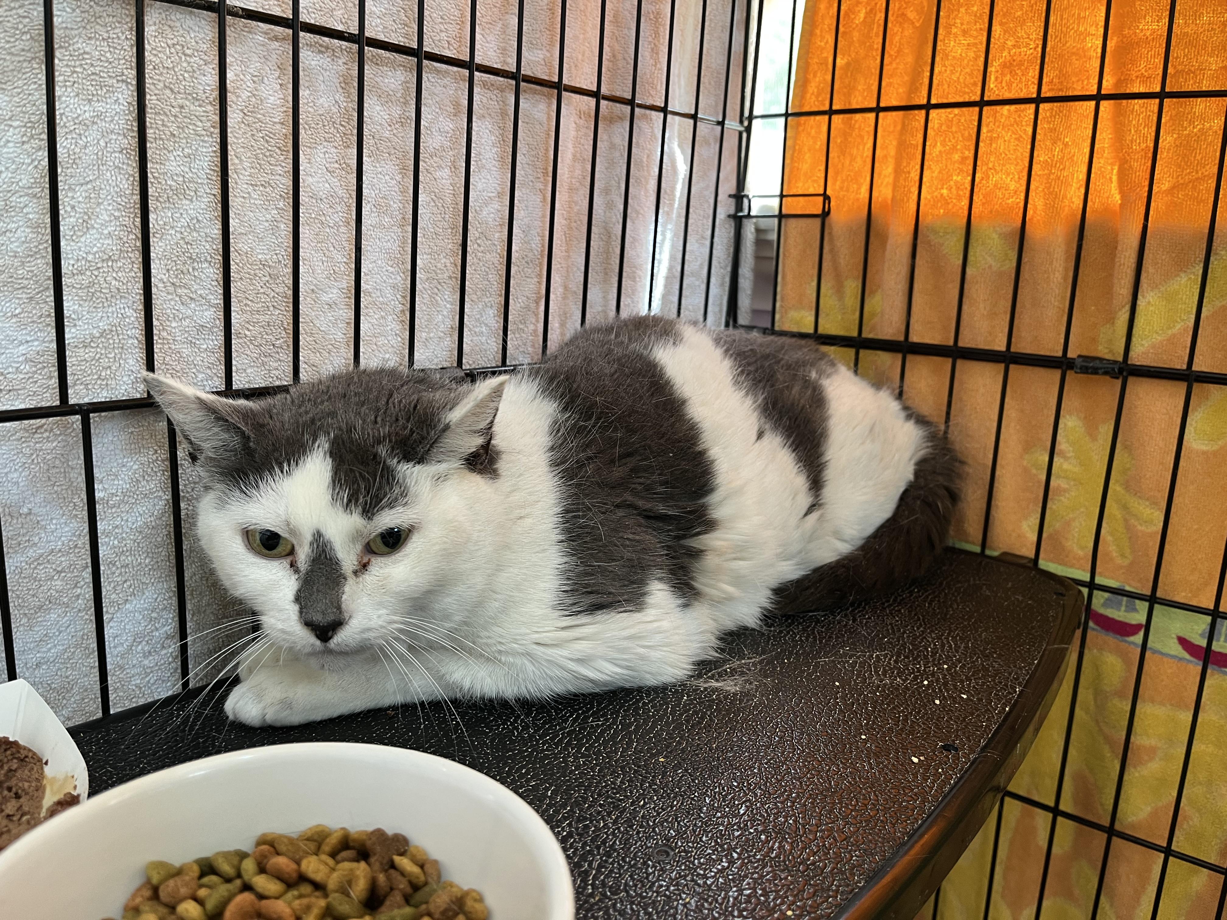 Summer Set, a ADOPTABLE Domestic Short Hair in Salisbury, MA image 5/5