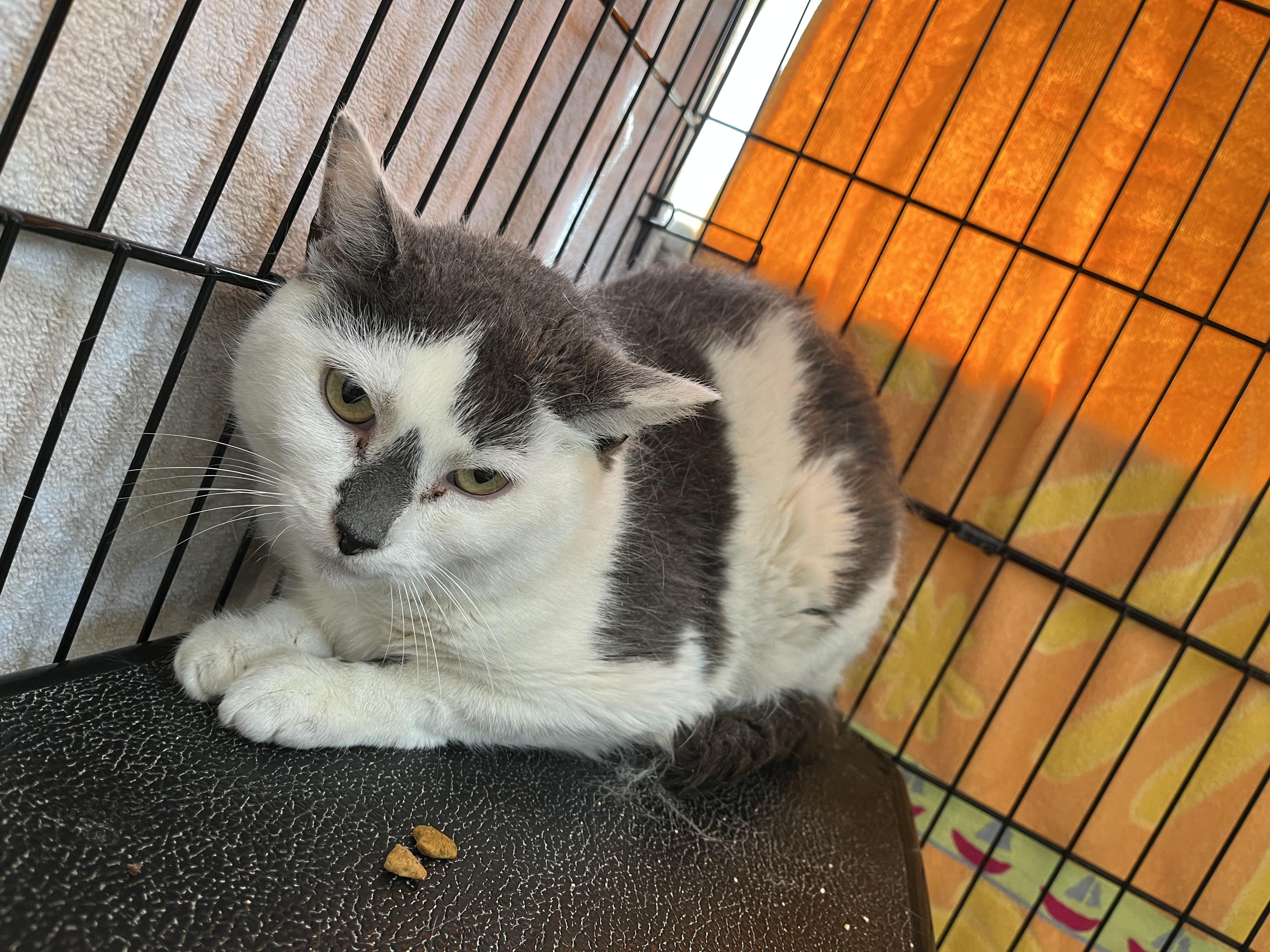 Summer Set, a ADOPTABLE Domestic Short Hair in Salisbury, MA image 1/5