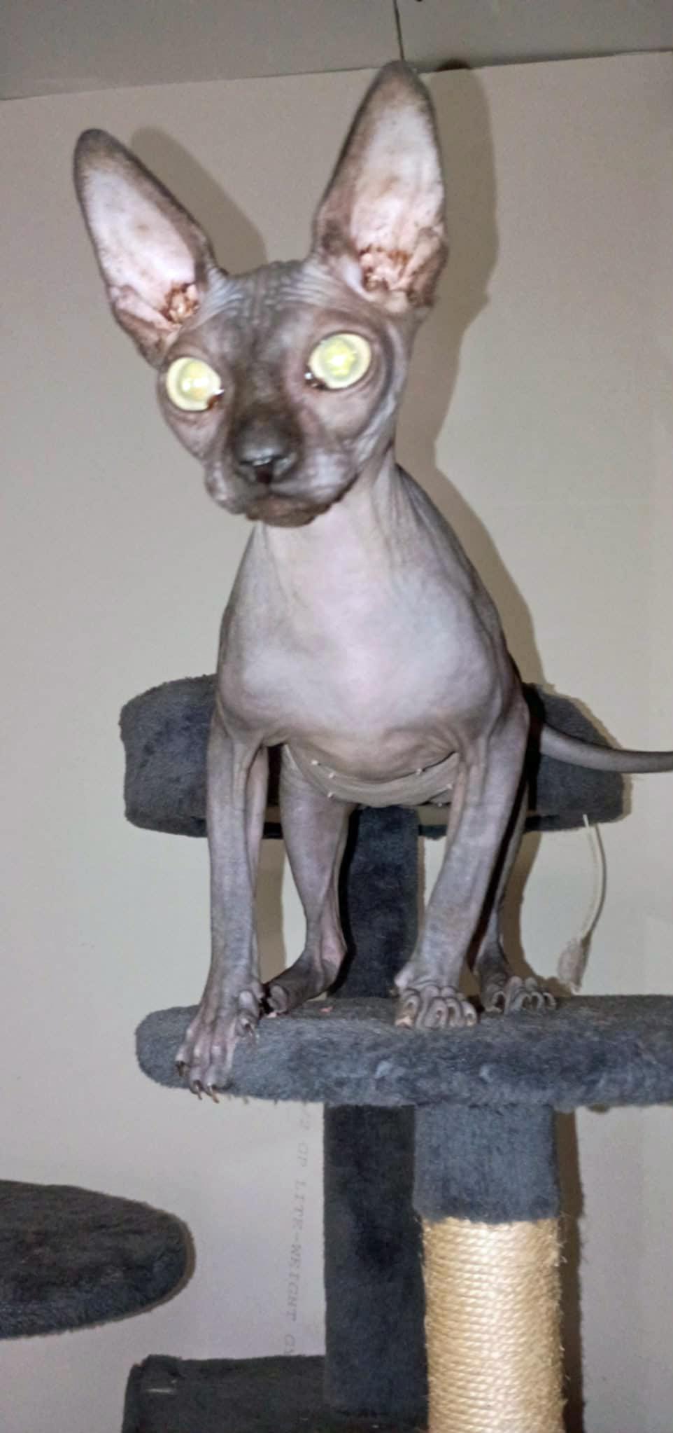 Kie'rha, adopted, Young Female Sphynx / Hairless Cat.