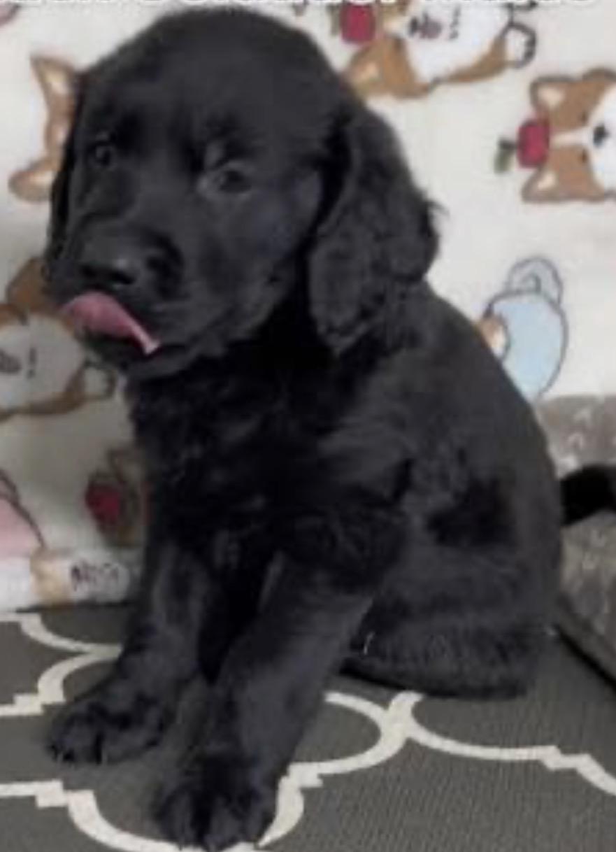 Enlarge Dan, a ADOPTABLE mixed breed in Cerritos, CA image 1/1