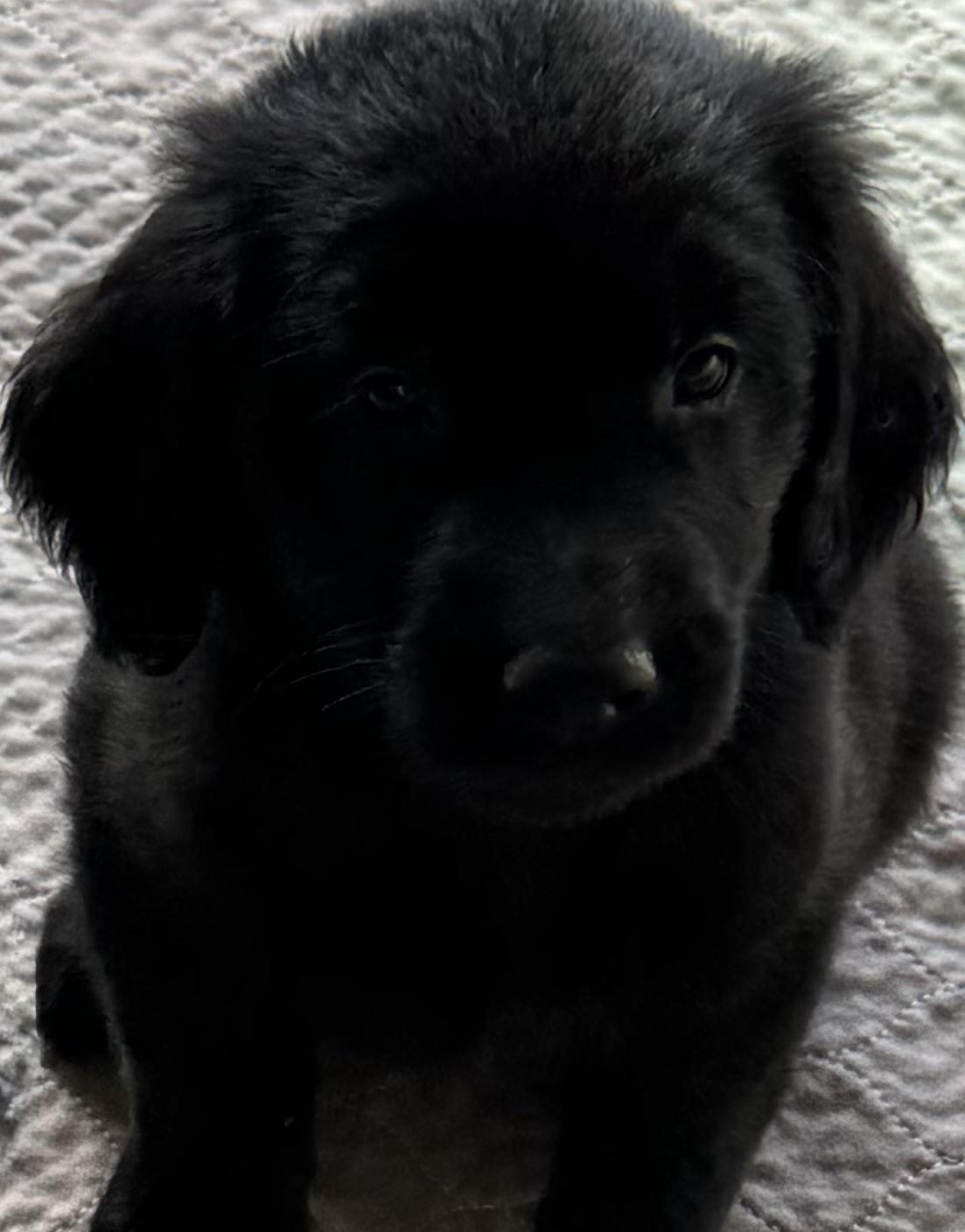 Enlarge Dan, a ADOPTABLE mixed breed in Cerritos, CA image 1/1