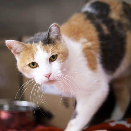 Queenie, Adoptable, Adult Female Domestic Short Hair.