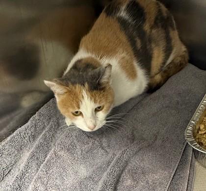 Queenie, a Adoptable mixed breed in Atlanta, GA image 6/6