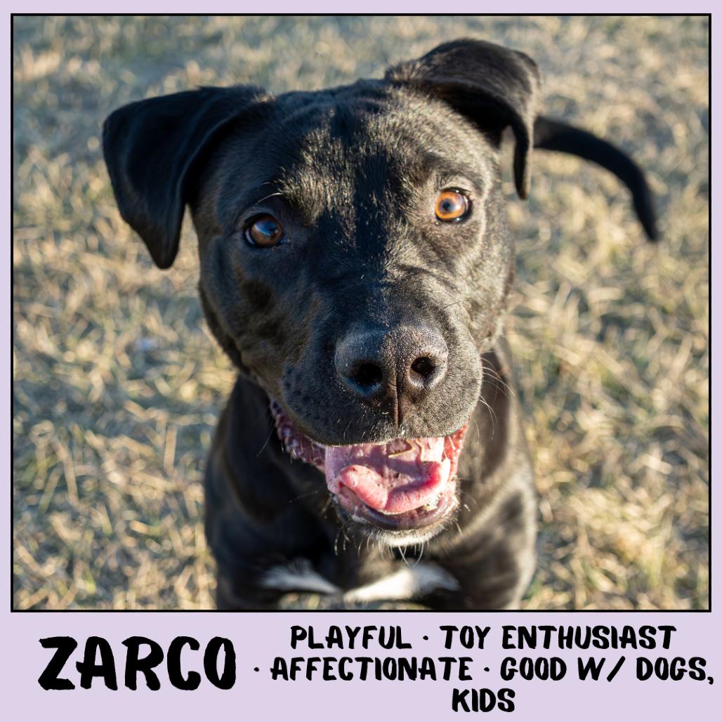 Zarco, Adoptable, Young Male Mixed Breed.