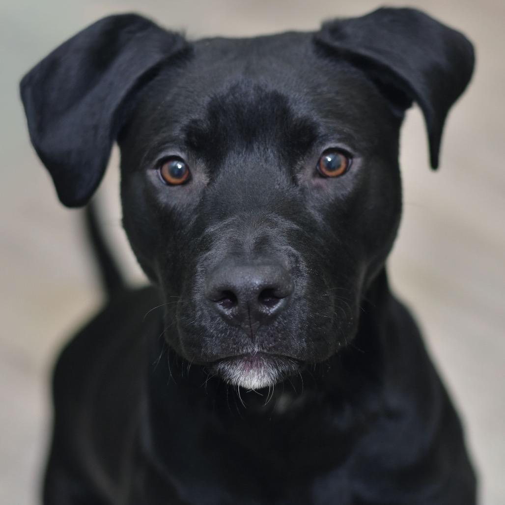 Enlarge Zarco, a Adoptable Mixed Breed in Emporia, KS image 1/6