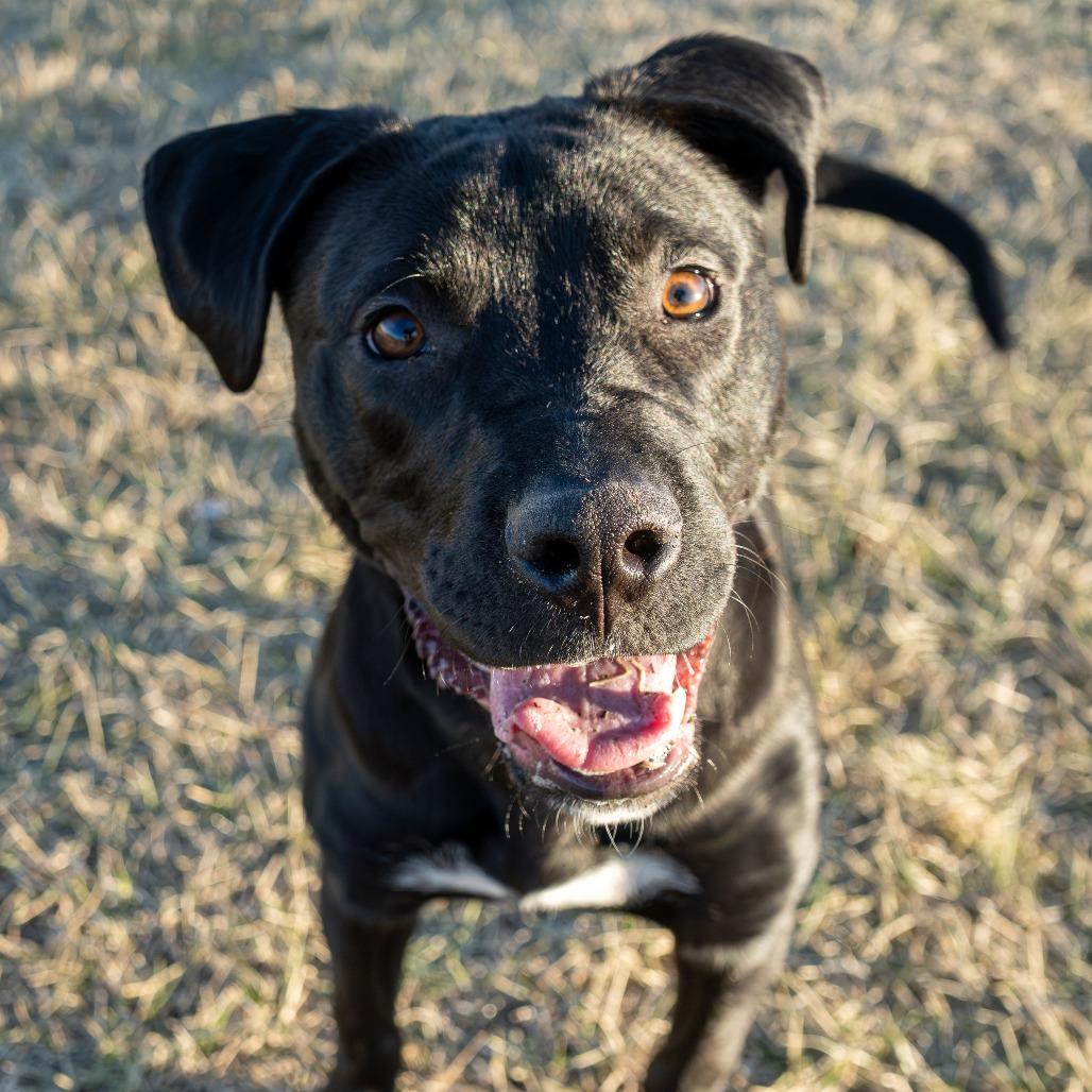 Enlarge Zarco, a Adoptable Mixed Breed in Emporia, KS image 4/6