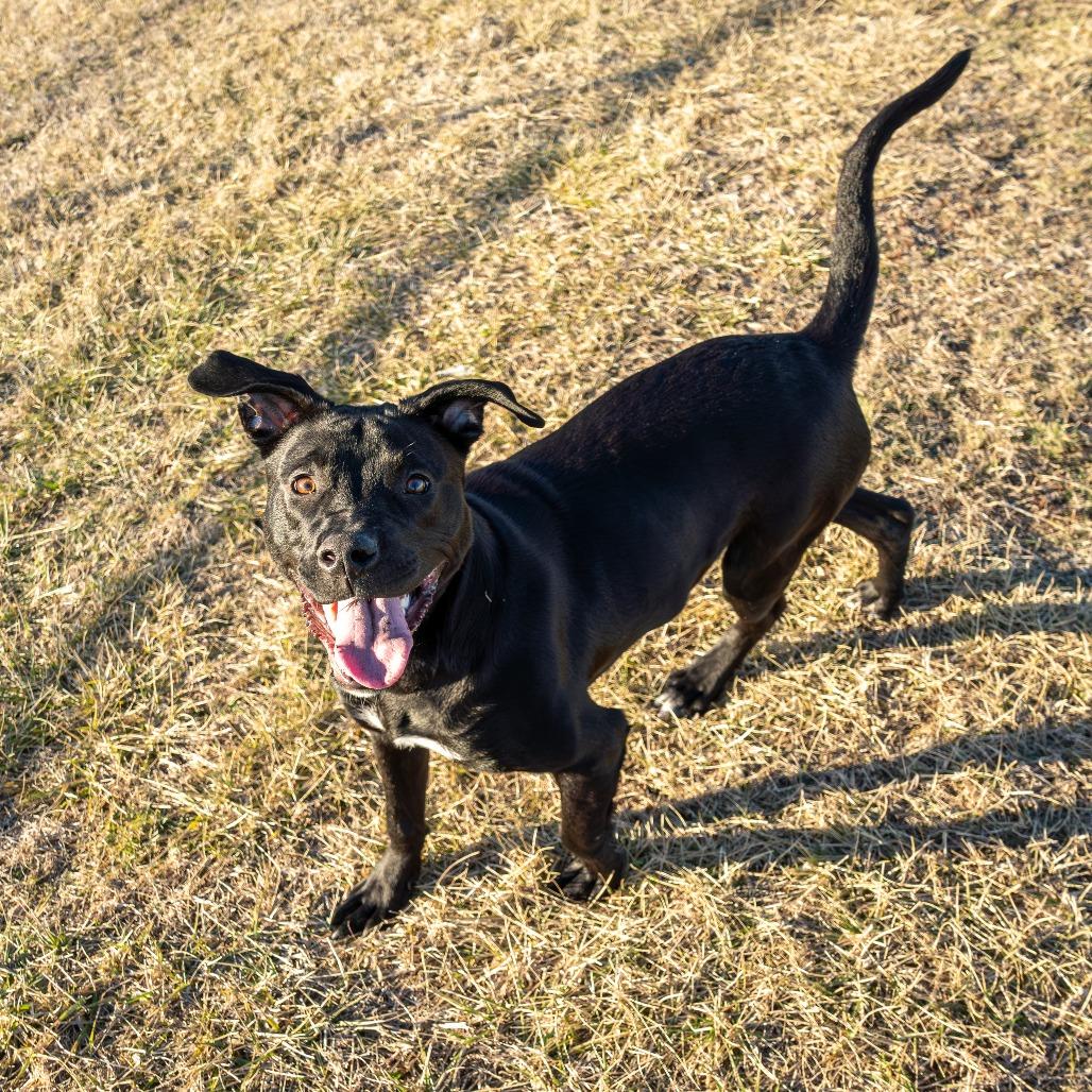 Enlarge Zarco, a Adoptable Mixed Breed in Emporia, KS image 4/6