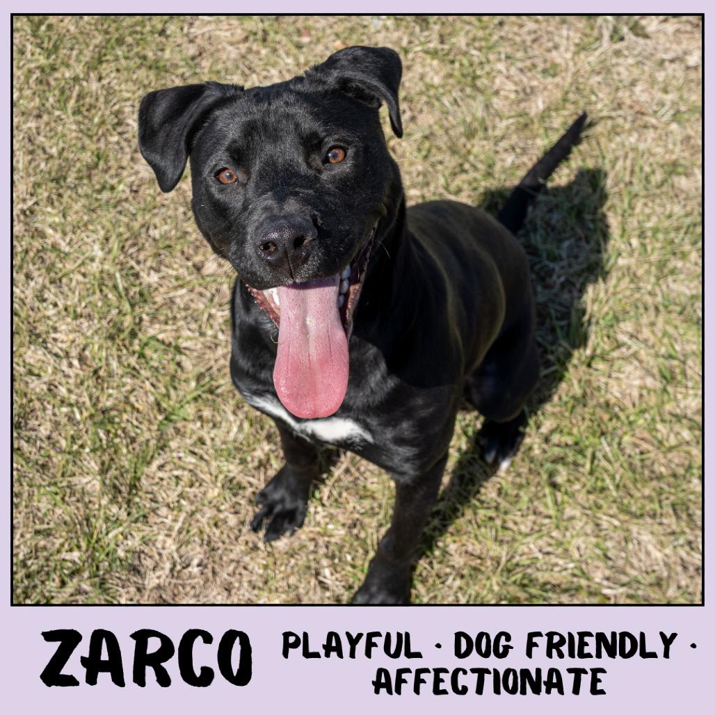 Enlarge Zarco, a Adoptable Mixed Breed in Emporia, KS image 6/6