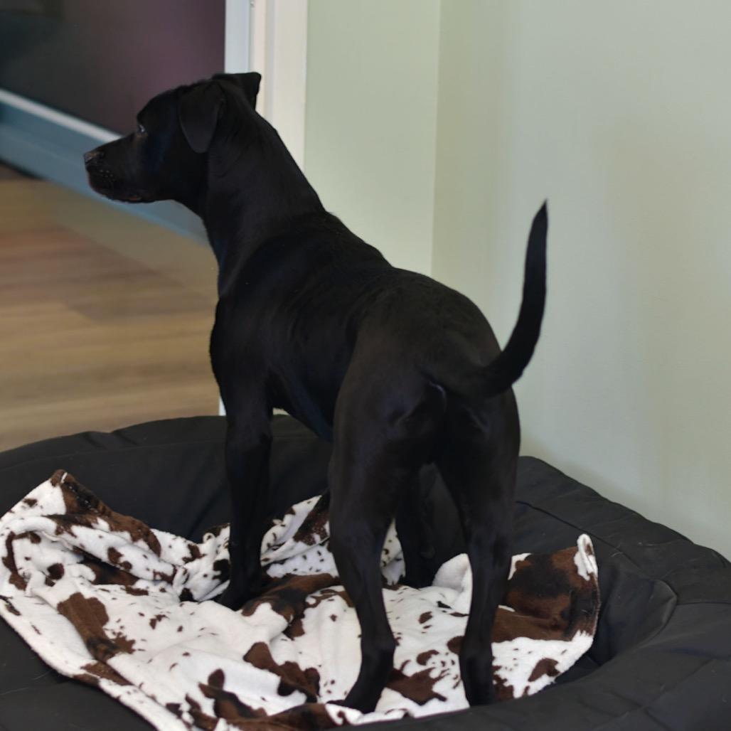 Enlarge Zarco, a Adoptable Mixed Breed in Emporia, KS image 6/6