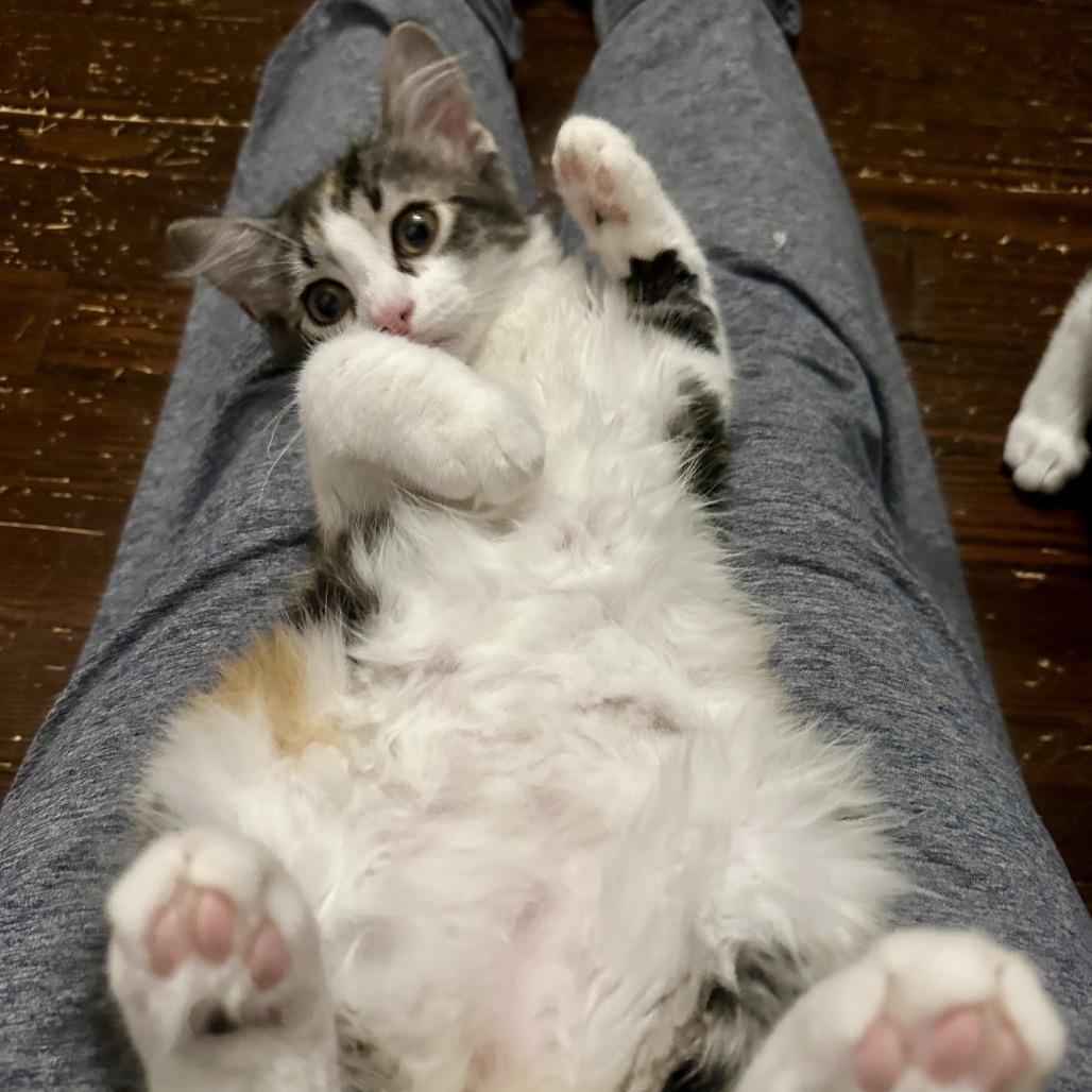 Enlarge Stevie, a Adoptable Domestic Long Hair in Ephrata, PA image 2/6