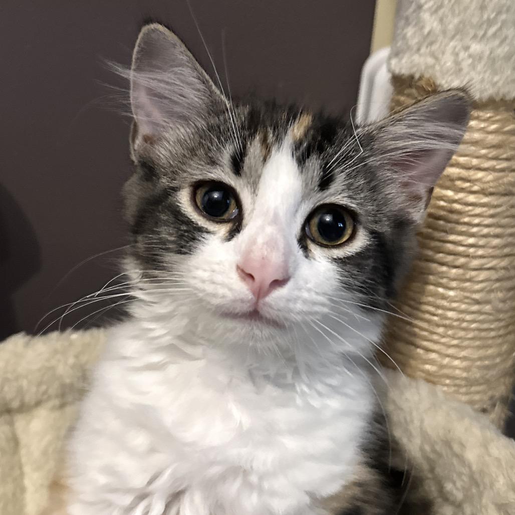 Enlarge Stevie, a Adoptable Domestic Long Hair in Ephrata, PA image 3/6