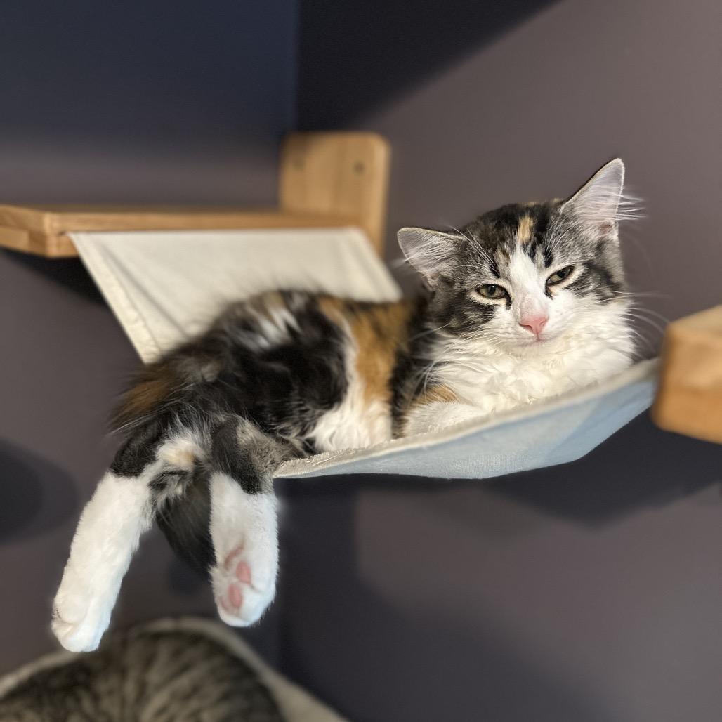 Enlarge Stevie, a Adoptable Domestic Long Hair in Ephrata, PA image 4/6