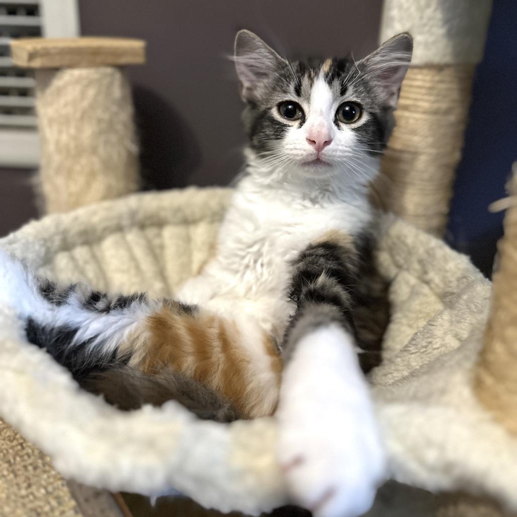Enlarge Stevie, a Adoptable Domestic Long Hair in Ephrata, PA image 5/6