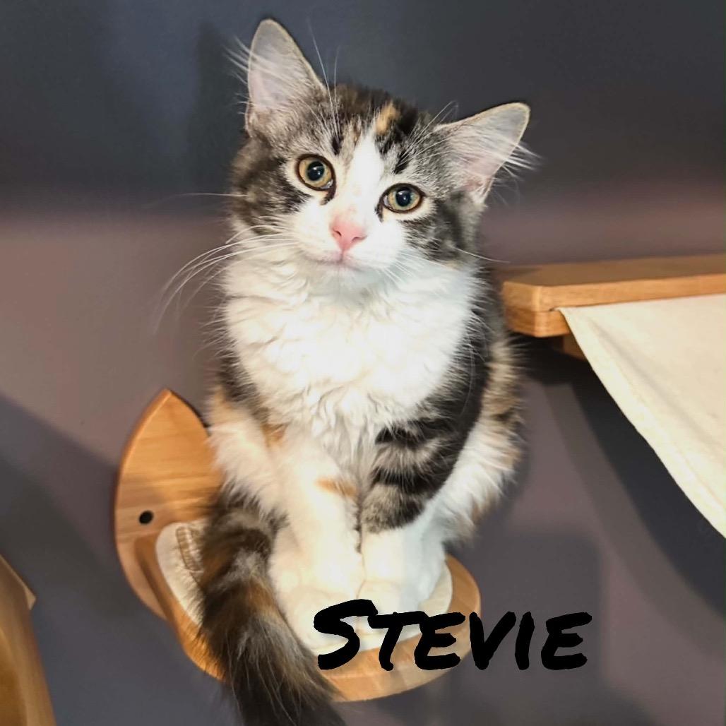Enlarge Stevie, a Adoptable Domestic Long Hair in Ephrata, PA image 6/6