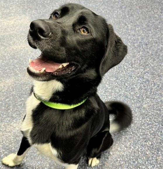 MAGPIE, Adoptable, Adult Male Karelian Bear Dog & Mixed Breed.